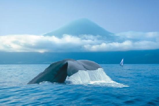 Balena davanti a Pico