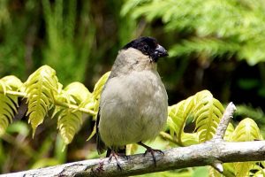 Azores bullfinch Pyrrhula murina