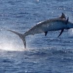 Pesca d'alto bordo: Marlin alle Azzorre
