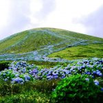 Ortensie a Faial, Azzorre