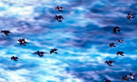 Volando sull’Oceano a Sao Miguel, Azzorre