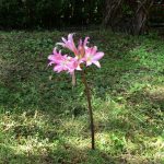 Le ragazze vanno a scuola – Amaryllis Belladonna – Il fiore dell’autunno alle Azzorre