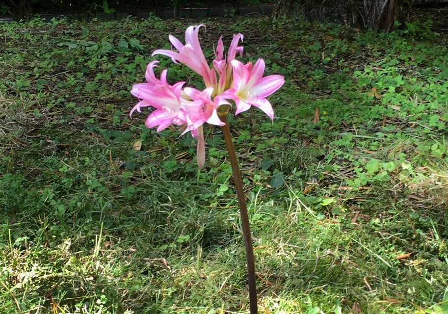 Le ragazze vanno a scuola – Amaryllis Belladonna – Il fiore dell’autunno alle Azzorre