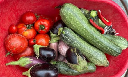 Agricoltura biologica alle Azzorre